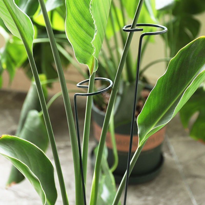 1/10pcs Garden Support Stake R - Florist Supp 리뷰 및 가격