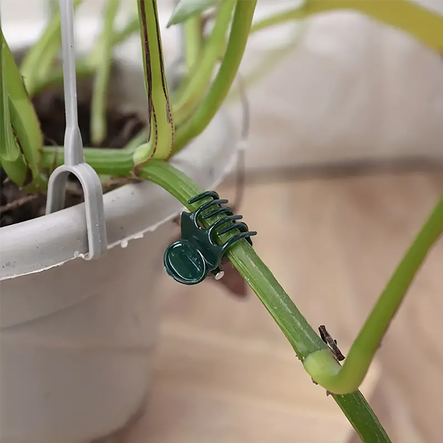 50/100Pcs Plant Clips Butterfl - Florist Supp 리뷰 및 가격